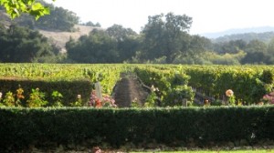Fess Parker Vineyard view