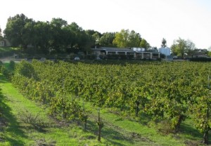 Kalyra Vines in Santa Ynez