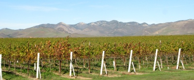 Santa Maria Valley Vineyards with Mountain view