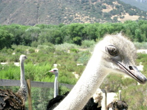 Scarey Hungry Ostrich