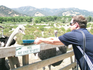 Sean Feeding Ostriches at Ostrich Farm
