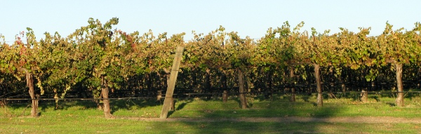 Paso Robles Day 3 Wine Vacation