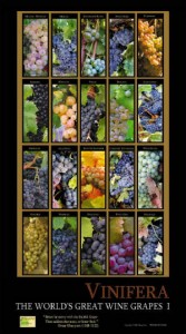 Vinifer-I-poster.jpg.w300h538