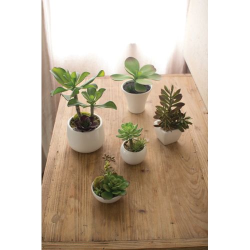 Artificial Succulents with White Ceramic Pots Set of 5