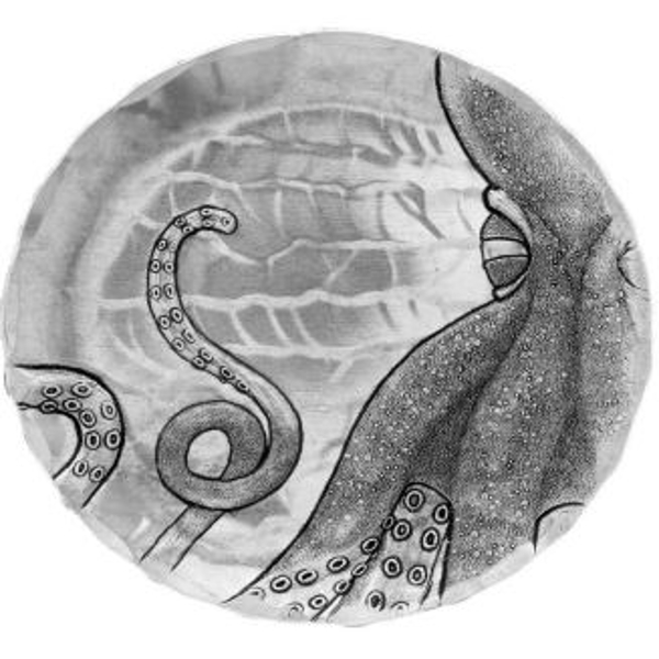 Coastal Octopus Coaster