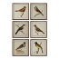 Uttermost Spring Soldiers Bird Prints, S/6