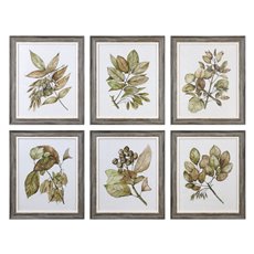 Uttermost Seedlings Framed Prints S/6