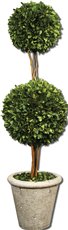 Uttermost Two Sphere Topiary Preserved Boxwood