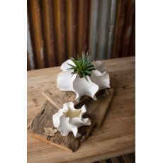 Organic Ceramic Planters Set of Two
