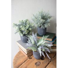 Fern Succulents With Round Grey Pots Set of 3