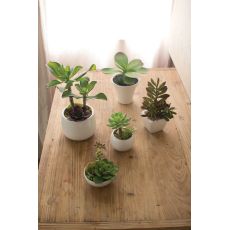 Artificial Succulents with White Ceramic Pots Set of 5