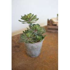 Large Zwartkop Succulent In A Pot Set of 2