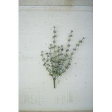 Succulent Bush Set of 6